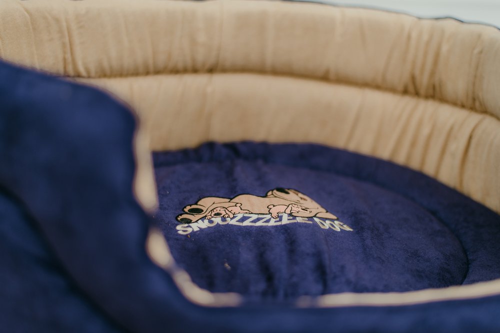 Snoozzzeee Dog - Oval Bed - Purple 23" - Image 2